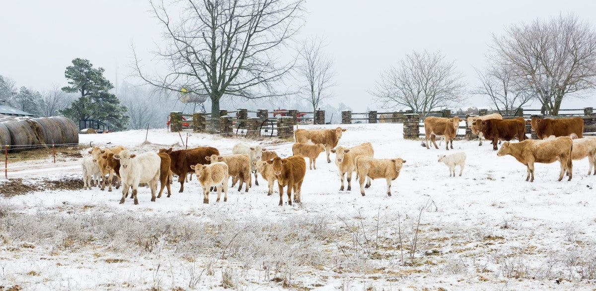 Wearing Thermal Underwear on Dairy Farms